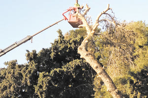 Δικαιώθηκε ο Δήμος για τις κοπές των πεύκων