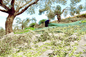 Τελειωτικό χτύπημα για τις ελιές ο χθεσινός καιρός