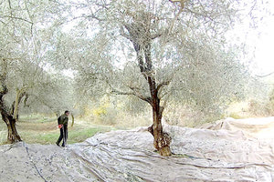 Λύσεις στους εργάτες γης έρχονται να δώσουν άνεργοι από την Περιφέρεια Δυτικής Μακεδονίας