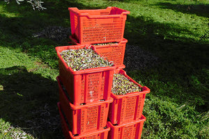 ΣΥΓΚΟΜΙΔΗ ΕΛΙΑΣ