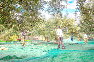 ΞΕΚΙΝΟΥΝ ΑΠΟ ΣΗΜΕΡΑ ΟΙ ΑΙΤΗΣΕΙΣ -ΤΙ ΕΠΙΔΟΤΕΙΤΑΙ Ετοιμάζονται 500 άνεργοι από την Δ.Μακεδονία να κατέβουν Ηράκλειο για το λιομάζωμα