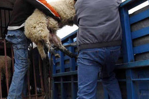 ΚΑΡΤΕΡΟΣ: Δεν βρέθηκαν κάλυκες στο σημείο διαφυγής των ζωοκλοπών