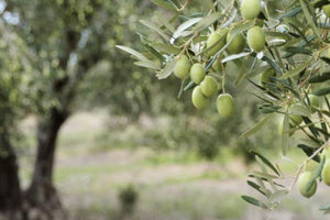 Ιδιαίτερα μειωμένη η ελαιοπαραγωγή στην Κρήτη