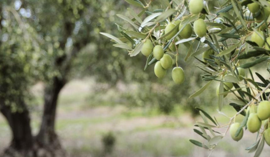 Ιδιαίτερα μειωμένη η ελαιοπαραγωγή στην Κρήτη