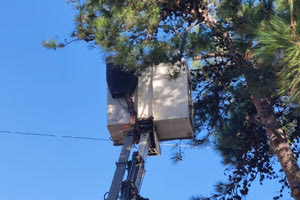 Δικαιώθηκε ο Δήμος για τις κοπές δέντρων στον Άγιο Κωνσταντίνο