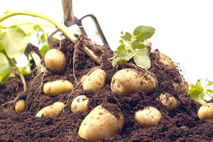 ΣΥΝΔΙΟΡΓΑΝΩΝΕΤΑΙ ΑΠΟ ΤΟ ΤΜΗΜΑ ΓΕΩΠΟΝΙΑΣ ΤΟΥ ΕΛΜΕΠΑ Το 31ο Συνέδριο της Ελληνικής Εταιρείας Επιστήμης των Οπωροκηπευτικών έως 2 Νοεμβρίου