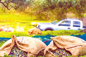 Ένα βήμα πριν από την καταστροφή των ελαιοπαραγωγών θεωρούν οι εκπρόσωποι του αγροτικού κόσμου ότι βρίσκεται η Κρήτη