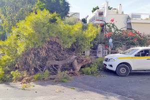 ΣΥΝΑΓΕΡΜΟΣ ΧΘΕΣ ΣΤΟΝ ΜΑΣΤΑΜΠΑ Επικίνδυνο δέντρο; Μην το κόψεις μόνος!
