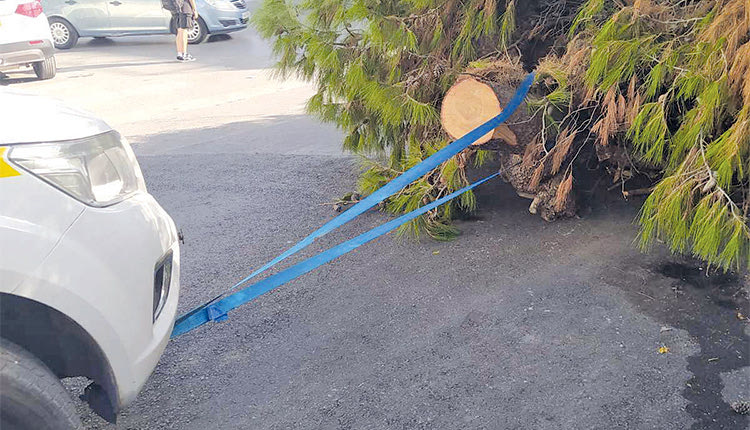 ΣΥΝΑΓΕΡΜΟΣ ΧΘΕΣ ΣΤΟΝ ΜΑΣΤΑΜΠΑ
Επικίνδυνο δέντρο; Μην το κόψεις μόνος!