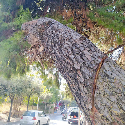 ΣΥΝΑΓΕΡΜΟΣ ΧΘΕΣ ΣΤΟΝ ΜΑΣΤΑΜΠΑ
Επικίνδυνο δέντρο; Μην το κόψεις μόνος!