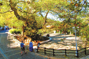 “SOS” ΑΠΟ ΤΟΥΣ ΚΡΑΣΑΝΟΥΣ Καταρρέει αβοήθητος ο μνημειακός πλάτανος