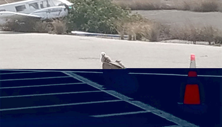 Βρήκε καταφύγιο κάτω από ένα αεροπλάνο