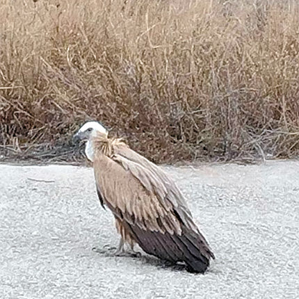 Ο γύπας σταμάτησε για λίγες ώρες στο αεροδρόμιο Ηρακλείου