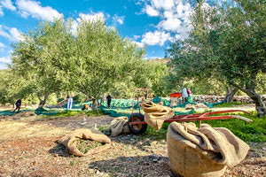 ΥΠΟΤΟΝΙΚΕΣ ΟΙ ΠΡΟΣΩΡΙΝΕΣ ΑΝΑΓΚΕΣ Εβδομήντα εργάτες από τη Δυτική Μακεδονία ζητούν οι ελαιοπαραγωγοί του Ηρακλείου