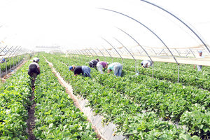 Τι θα γίνουν τα θερμοκήπια χωρίς εργάτες;