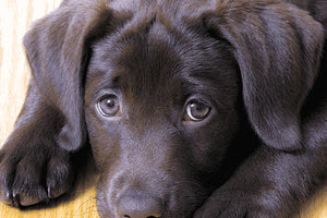 Πολλά σκυλιά έχουν πεθάνει