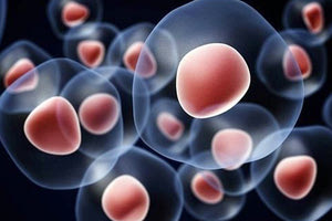 Εβδομάδα ενημέρωσης για τα βλαστοκύτταρα