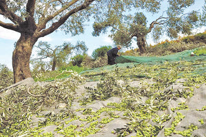 Λάδι: Η χαμηλή παραγωγή τροχοπέδη για το πρόγραμμα των εργατών γης από τη Δ. Μακεδονία