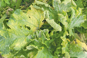 Ο ιός της καραντίνας απειλεί και τα κολοκύθια του Ηρακλείου