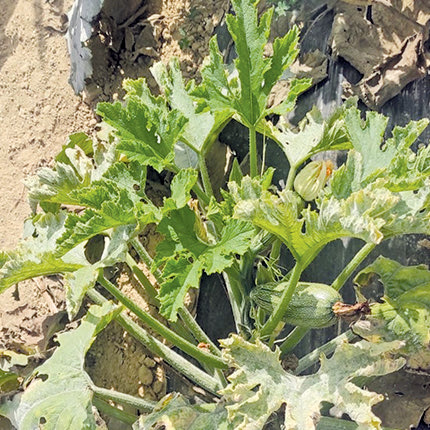 Ο ιός της καραντίνας απειλεί και τα κολοκύθια του Ηρακλείου