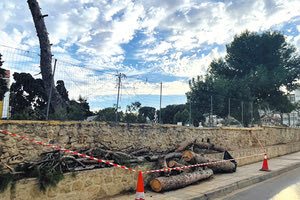 Το Κοιμητήριο του Αγίου Κωνσταντίνου χάνει τη σκιά των πεύκων