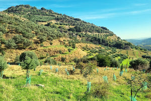 ΔΕΝΤΡΟΦΥΤΕΥΣΗ ΣΤΟ ΧΩΡΙΟ ΚΟΡΦΕΣ