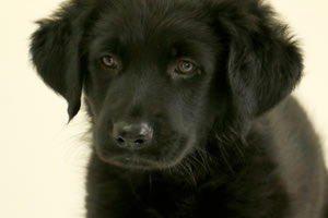 Θέλετε να γιορτάσετε τα Χριστούγεννα με ένα Τρουφάκι στο σπίτι ;