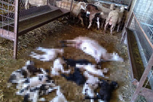 Μεγάλη καταστροφή: Βρίσκουν τα ζώα τους ψόφια οι κτηνοτρόφοι!