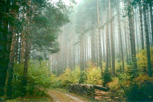 Περιβαλλοντική κρίση και αποκαταστατική οικονομία