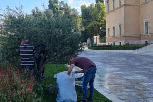 Λιομάζεμα στα δέντρα της Βουλής έφερε η χρυσή τιμή του λαδιού