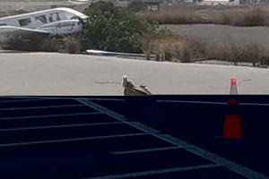 Γύπας έκανε αναγκαστική … προσγείωση στο αεροδρόμιο Ηρακλείου!