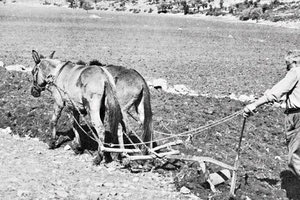 ΦΩΤΟΗΜΕΡΑΣ: Κρητικός οργώνει το χωράφι του το (1962).