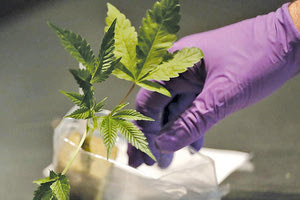 Μόδα το χασίς (εκτός από το αλκοόλ) στις μικρές ηλικίες στην Κρήτη