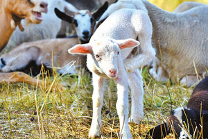 Η κλιματική αλλαγή και οι βίαιες αυξομειώσεις θερμοκρασιών αύξησαν τη θνησιμότητα των νεογέννητων ζώων