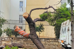 Μεγάλη σκόνη έχει σηκώσει ο τρόπος που «κλαδεύτηκαν» τα δύο μεγάλο πεύκα στη λεωφόρο Δημοκρατίας και ο κόσμος δείχνει ότι δυσφορεί με αυτούς τους χειρισμούς. 