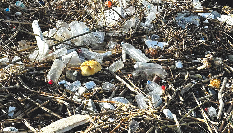 Μεγάλη σκόνη έχει σηκώσει ο τρόπος που «κλαδεύτηκαν» τα δύο μεγάλο πεύκα στη λεωφόρο Δημοκρατίας και ο κόσμος δείχνει ότι δυσφορεί με αυτούς τους χειρισμούς. 