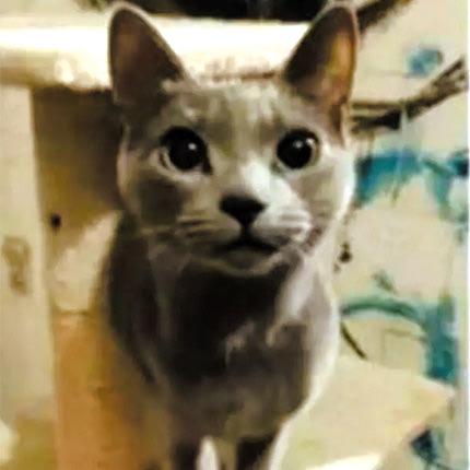 Εγκλωβισμένη, αλλά ζωντανή η Στάχτη