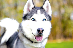 Παρέμβαση της Εισαγγελίας για την κακοποίηση μέχρι θανάτου χάσκι που «ήξερε» τον δράστη