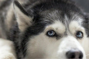 «Στα χέρια όπου βρισκόταν είχε μαρτυρήσει ο σκύλος μου» είπε ο ιδιοκτήτης του