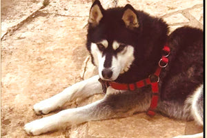 Το Ανθρωποκτονιών στην Αράχοβα για την υπόθεση του Όλιβερ