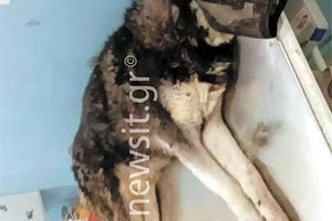 Δικαιοσύνη ζητά ο ιδιοκτήτης του Όλιβερ που βασανίστηκε πριν πεθάνει