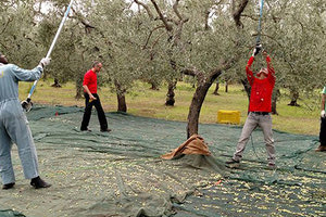 Σε απόγνωση είναι πλέον οι ελαιοπαραγωγοί