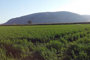 Για μετά το 2023 μεταθέτει τις πληρωμές του πρασινίσματος ο ΟΠΕΚΕΠΕ.