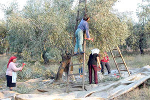 ΛΙΟΜΑΖΩΜΑ ΕΛΑΙΟΛΑΔΟ ΛΑΔΙ ΕΛΙΕΣ