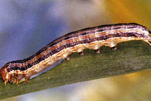 Ενημερωτικές συναντήσεις για το Spodoptera fruigipedra από την Περιφέρεια Κρήτης