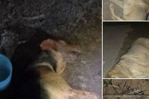 Έχει παραγίνει το κακό στη Μεσσαρά με το μπαράζ δηλητηριάσεων σκυλιών και γατιών τις τελευταίες ημέρες.