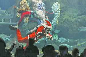 ΔΡΑΣΕΙΣ ΚΑΙ ΕΚΔΗΛΩΣΕΙΣ ΑΠΟ 23 ΔΕΚΕΜΒΡΙΟΥ Το «υποβρύχιο» έλκηθρο του Άγιου Βασίλη μαζί με 6 πολύχρωμους ιππόκαμπους κατέφθασαν στο Ενυδρείο