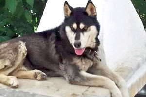 Την αλληλογραφία του καθηγητή με την πρώτη κτηνίατρο που εξέτασε το χάσκι της Αράχωβας, φέρνει στο φως ο σύζυγός της