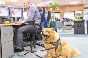 Στα γραφεία συναντά κανείς πλέον όλο και περισσότερα σκυλάκια. Μια πρακτική που έγινε συνήθεια την εποχή της πανδημίας και κερδίζει διαρκώς έδαφος.