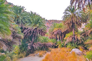 LIFE PHOENIX: Πρόγραμμα του Μ.Φ.Ι.Κ. ασπίδα για τα φοινικοδάση του νησιού